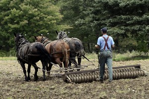 Horse power gains favour among small-scale farmers seeking freedom from fossil fuels | iNFOnews.ca CP29935987