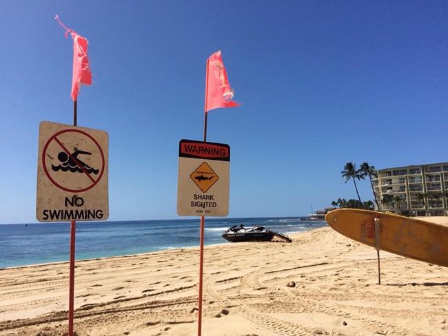 Significant drop in shark bites reported worldwide in 2018 | iNFOnews.ca