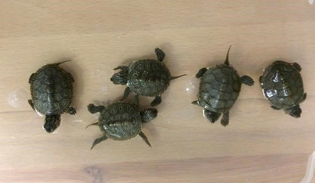 Pennsylvanian pleads guilty to trafficking protected turtles | iNFOnews.ca Pennsylvanian pleads guilty to trafficking protected turtles | iNFOnews.ca