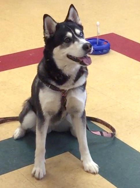 Court hearing could decide fate of dog pardoned by governor | iNFOnews.ca