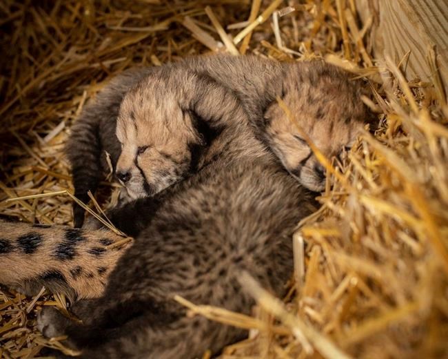 World's first in vitro cheetah cubs born at Ohio zoo | iNFOnews.ca