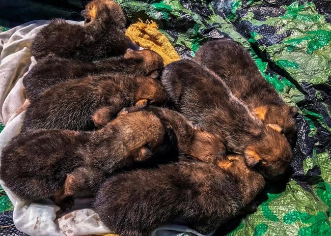 Pup fostering gives genetic boost to wild Mexican wolves | iNFOnews.ca