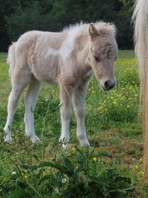Rescue group: Missing SC pony named 'Pikachu' found dead | iNFOnews.ca Rescue group: Missing SC pony named 'Pikachu' found dead | iNFOnews.ca