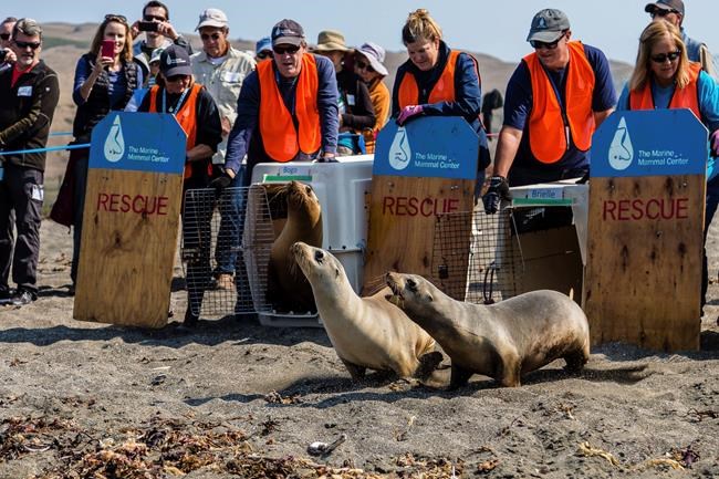 Potentially deadly infection hits California sea lions | iNFOnews.ca Potentially deadly infection hits California sea lions | iNFOnews.ca