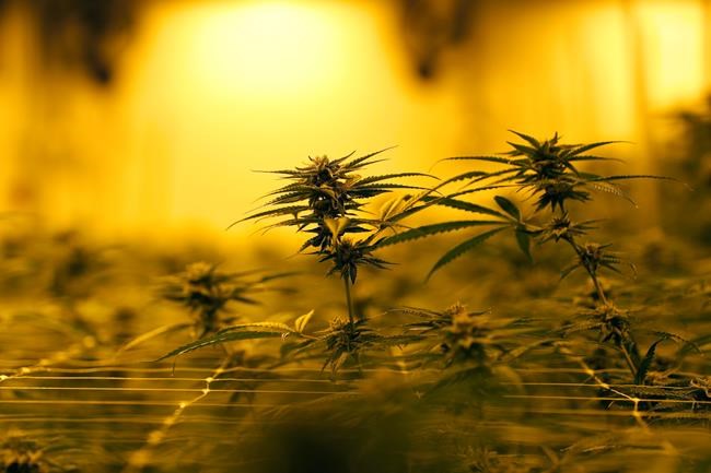 Louisiana widening access to medical marijuana under new law | iNFOnews.ca Louisiana widening access to medical marijuana under new law | iNFOnews.ca