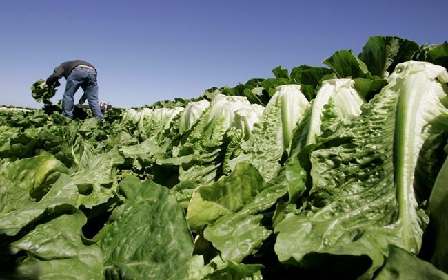 US officials declare end to outbreak from romaine lettuce | iNFOnews.ca US officials declare end to outbreak from romaine lettuce | iNFOnews.ca