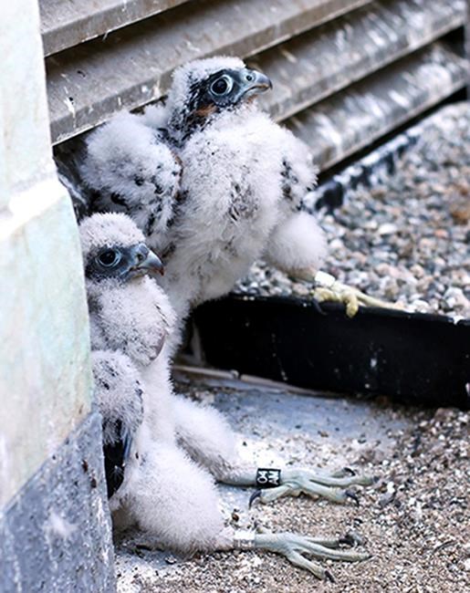 Peregrine falcon dies after flying into UC Berkeley window | iNFOnews.ca