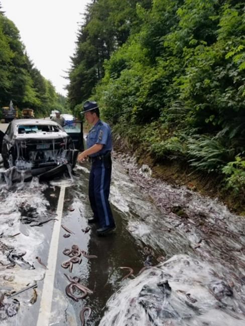 Eels from overturned truck slime cars on Oregon highway | iNFOnews.ca