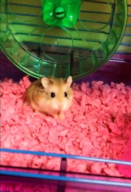 Florida woman: Airline told me to flush pet hamster | iNFOnews.ca