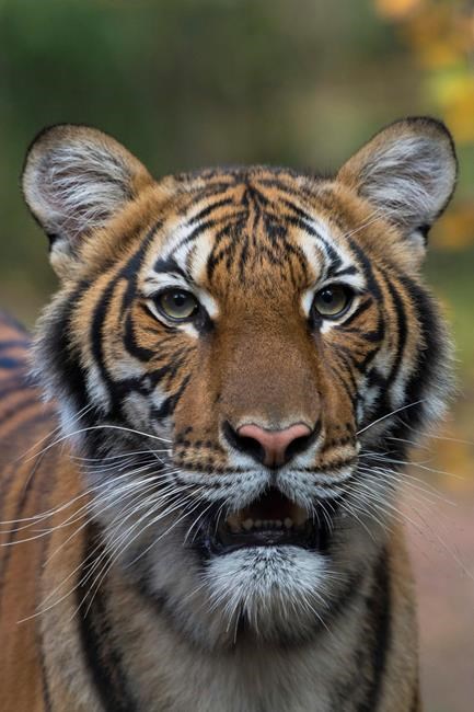 Tiger at NYC's Bronx Zoo tests positive for coronavirus | iNFOnews.ca Tiger at NYC's Bronx Zoo tests positive for coronavirus | iNFOnews.ca