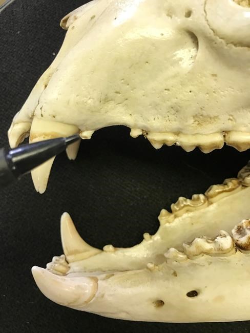 Growing bear population means thousands more teeth to sort | iNFOnews.ca
