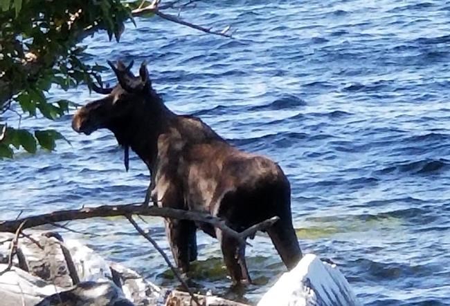 Moose crowded by onlookers on shore drowns in Vermont lake | iNFOnews.ca