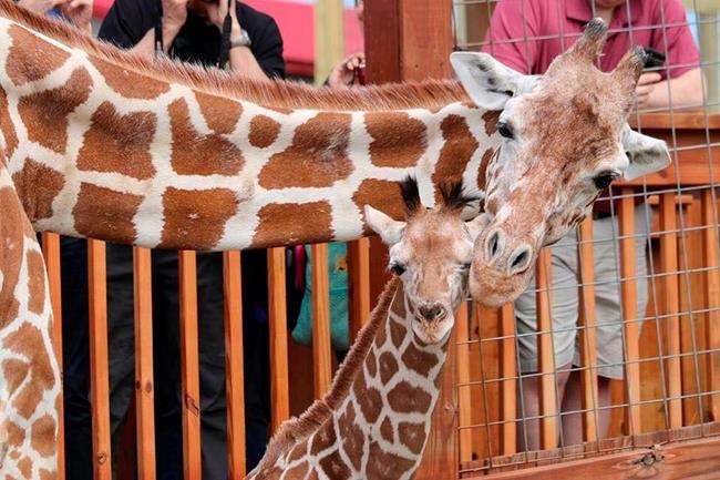 April the Giraffe's calf moved to another barn | iNFOnews.ca April the Giraffe's calf moved to another barn | iNFOnews.ca