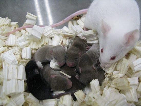 After 9 months in space, mouse sperm yield healthy mice | iNFOnews.ca After 9 months in space, mouse sperm yield healthy mice | iNFOnews.ca