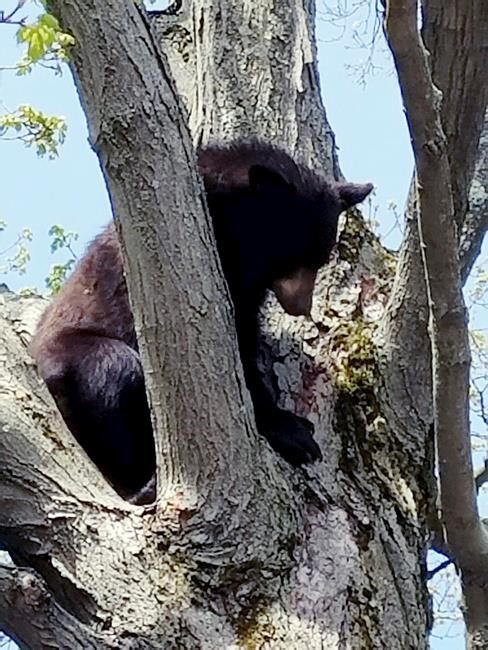 Correction: Bear-Human Conflict story | iNFOnews.ca