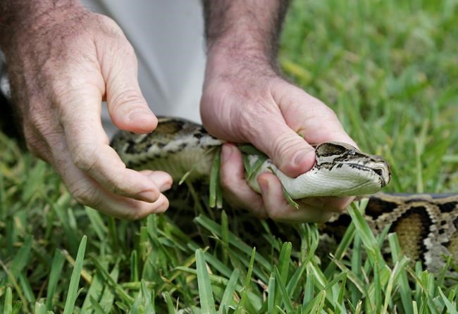Florida adds prizes to boost python removals in Everglades | iNFOnews.ca