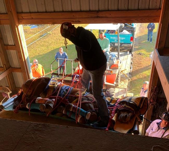 High horse: Farm animal gets stuck up in barn’s hayloft | iNFOnews.ca