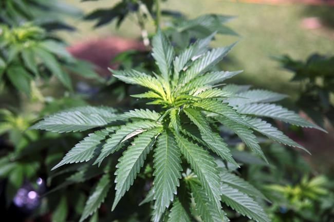 Hawaii allows first lab to begin testing medical marijuana | iNFOnews.ca