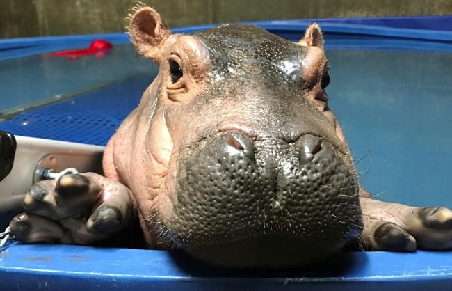 Baby onesies sent to hospital that helped zoo's baby hippo | iNFOnews.ca