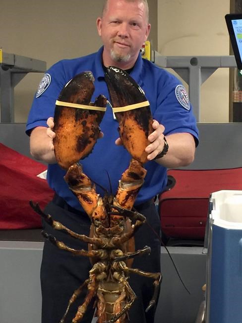 20-pound live lobster found in luggage at Boston airport | iNFOnews.ca 20-pound live lobster found in luggage at Boston airport | iNFOnews.ca