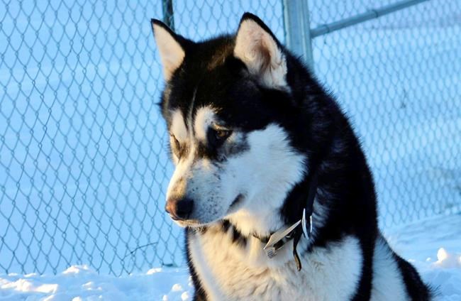 Sheriff: Dog named Donald Trump wasn't killed over politics | iNFOnews.ca