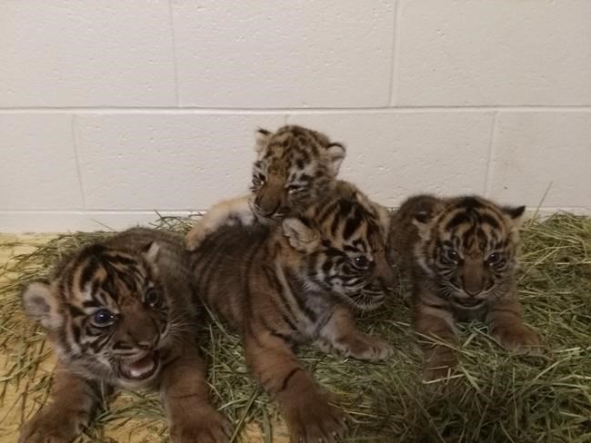 Oklahoma City Zoo launches webcam to show adopted tiger cub | iNFOnews.ca Oklahoma City Zoo launches webcam to show adopted tiger cub | iNFOnews.ca