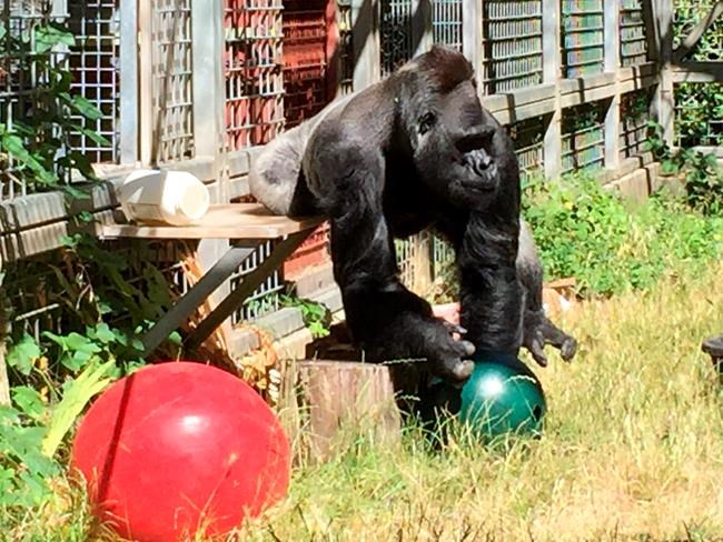 Judge: Solve dispute over pal to sign-language gorilla Koko | iNFOnews.ca