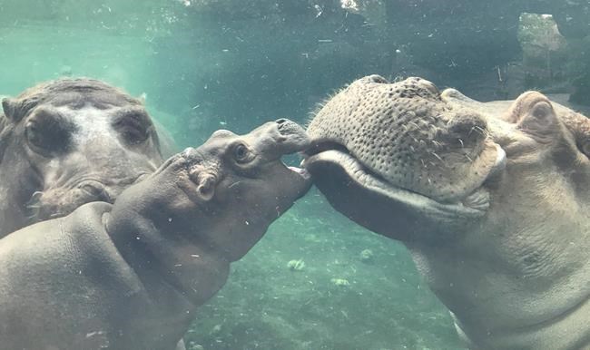 Cincinnati Zoo's baby hippo named honorary deputy sheriff | iNFOnews.ca Cincinnati Zoo's baby hippo named honorary deputy sheriff | iNFOnews.ca