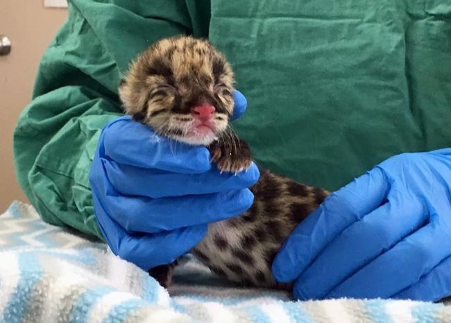 Nashville Zoo welcomes rare baby clouded leopard | iNFOnews.ca Nashville Zoo welcomes rare baby clouded leopard | iNFOnews.ca
