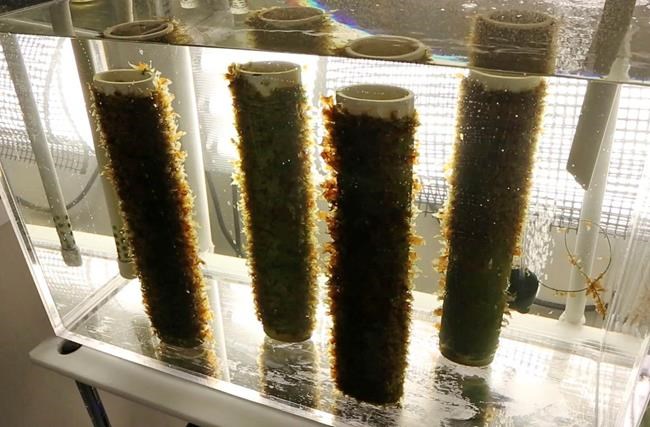 Uncertain future for 'super' seaweed after court ruling | iNFOnews.ca Uncertain future for 'super' seaweed after court ruling | iNFOnews.ca
