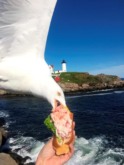 Seagull photobombs, steals woman's lobster roll | iNFOnews.ca Seagull photobombs, steals woman's lobster roll | iNFOnews.ca