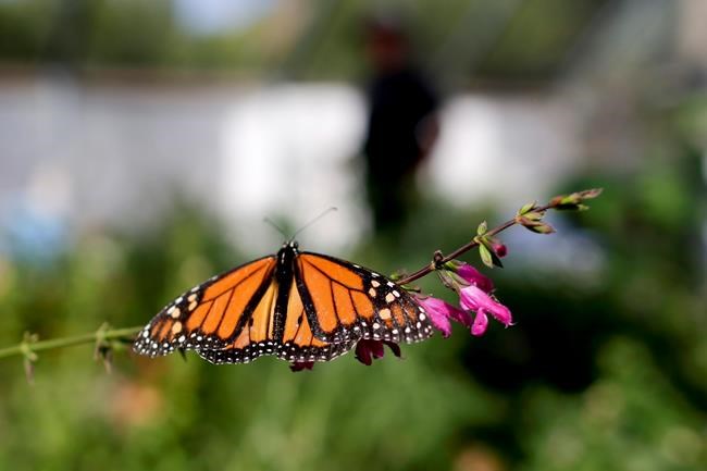 Count finds sharp drop in monarch butterflies in California | iNFOnews.ca CP761585517