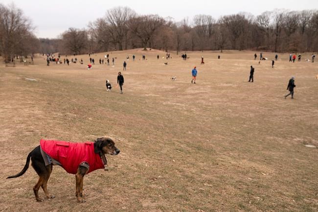 New pups hit the dog park; owners are nervous wrecks | iNFOnews.ca New pups hit the dog park; owners are nervous wrecks | iNFOnews.ca