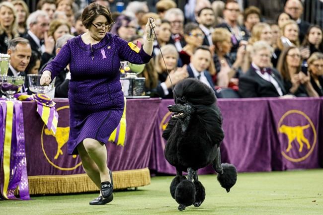 Westminster dog show won't have spectators due to virus | iNFOnews.ca