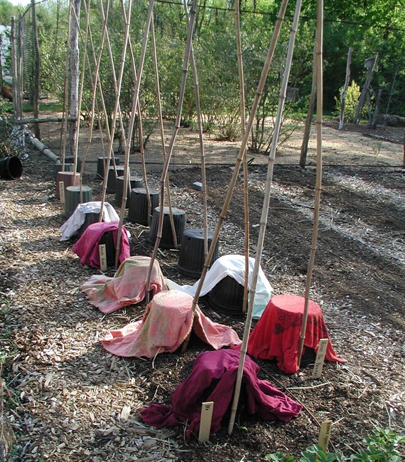 Untimely spring frosts threaten plants; how to prepare | iNFOnews.ca