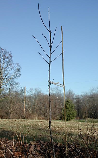 Staking trees: Do it only if needed, and do it right | iNFOnews.ca