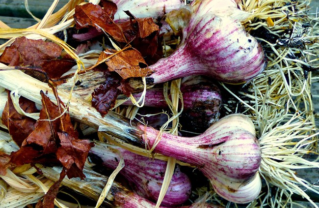 Garlic and shallots: fall-planted bulbs that pay off later in flavour | iNFOnews.ca CP35182149