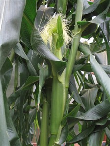 To plan a canner's garden, think about how and how much you'll eat | iNFOnews.ca