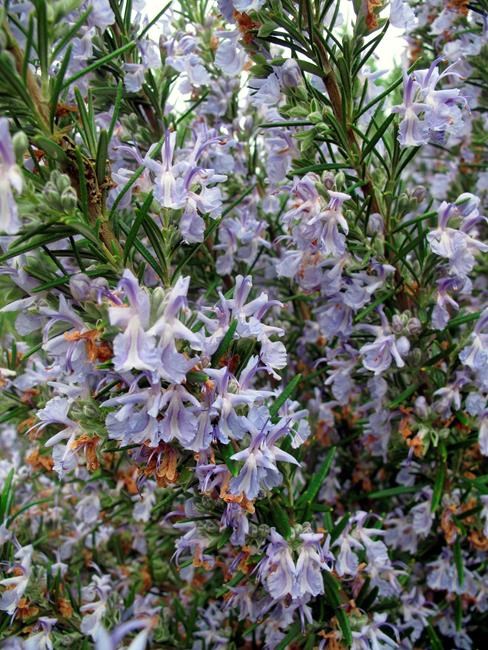 Many drought-resistant plants also draw pollinators | iNFOnews.ca Many drought-resistant plants also draw pollinators | iNFOnews.ca