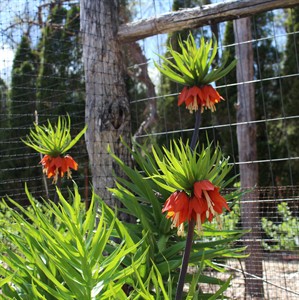 For patient gardeners, crown imperial bulbs can add majesty to flower beds | iNFOnews.ca