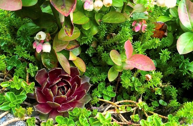 Succulents are good indoor winter houseplants | iNFOnews.ca