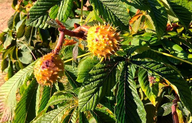 Nut trees deserve another look for yards and gardens | iNFOnews.ca