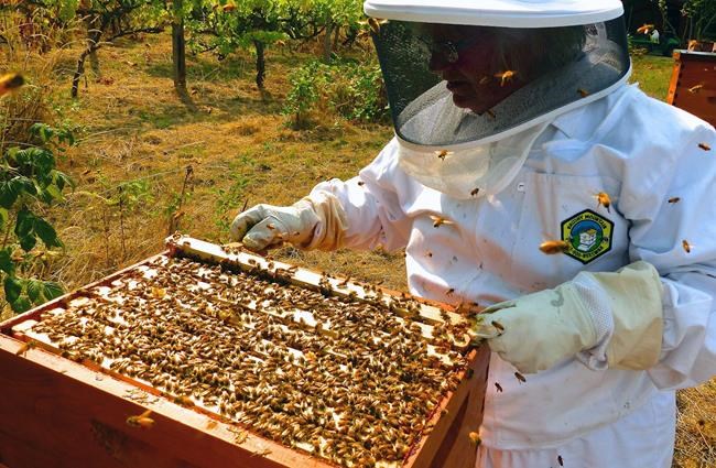 Beekeepers, growers get financially stung by hive thefts | iNFOnews.ca