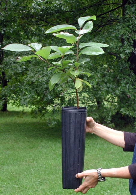 Plant for posterity: If you want a future giant, start with a small nursery tree | iNFOnews.ca