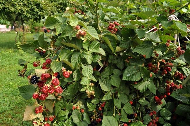 Gardening: growing blackberries without the blood | iNFOnews.ca Gardening: growing blackberries without the blood | iNFOnews.ca