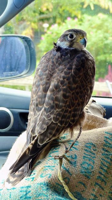 Falconers hired to discourage other birds from eating crops | iNFOnews.ca