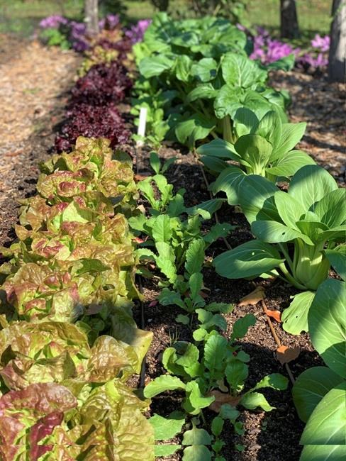 Frost doesn't mean the gardening season's over | iNFOnews.ca