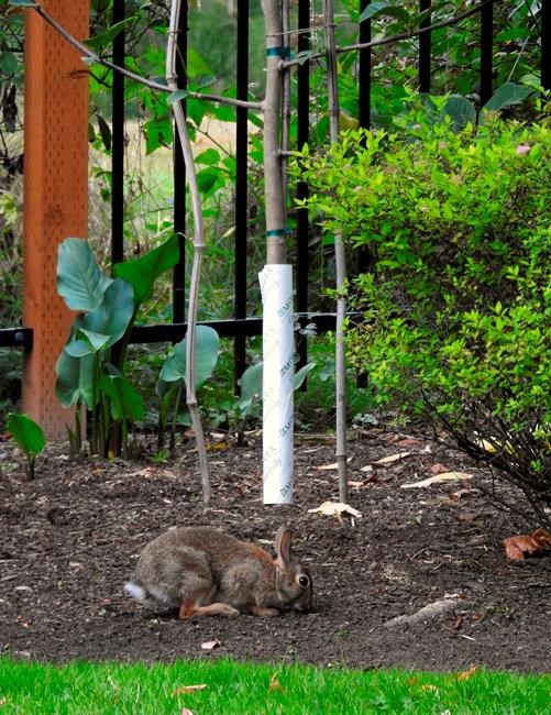 Fragile trees, shrubs need some help getting through winter | iNFOnews.ca Fragile trees, shrubs need some help getting through winter | iNFOnews.ca