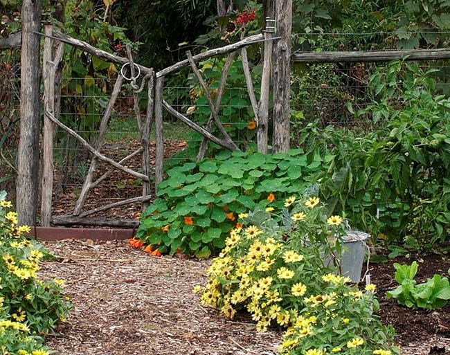 Daisies bring a sunny look to the garden | iNFOnews.ca Daisies bring a sunny look to the garden | iNFOnews.ca