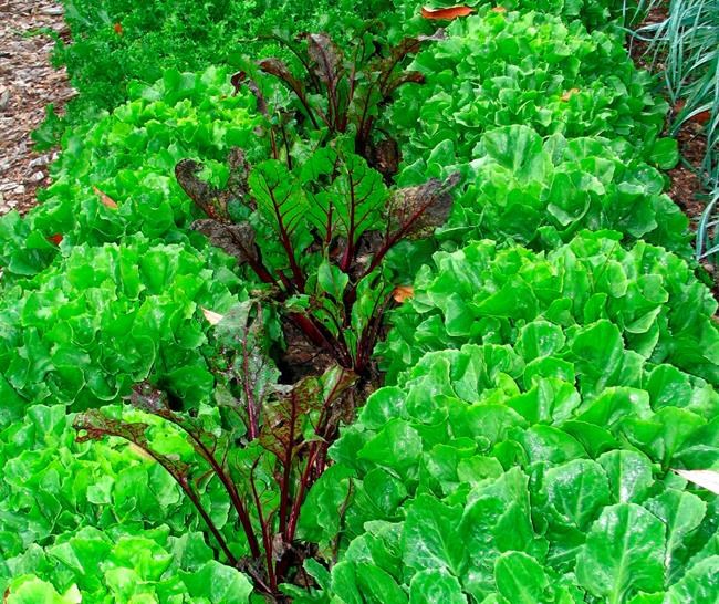 Gardening: How to reach a truce in the war with weeds | iNFOnews.ca